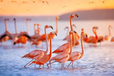 flamingoes jigsaw puzzle