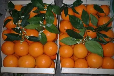 Fresh Valencia Oranges-Valencia