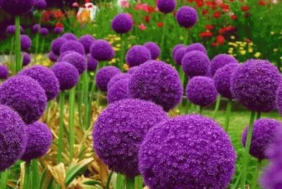 Bolas de Flores