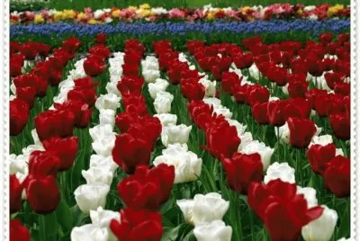 Rosas Vermelhas e Brancas