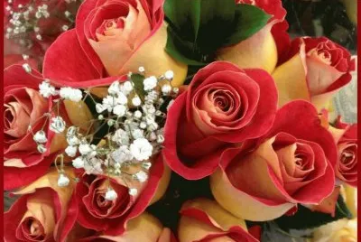 Rosas
