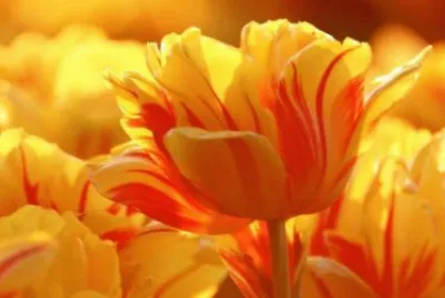 Flor