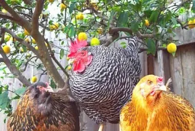 animales