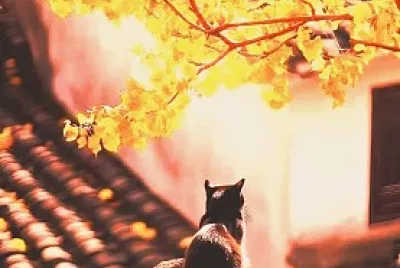 gato