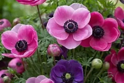 fiori
