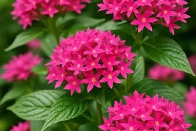 fiori jigsaw puzzle
