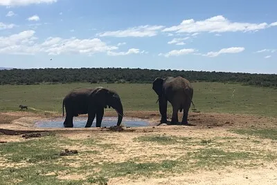 Addo Elephant Park, South Africa