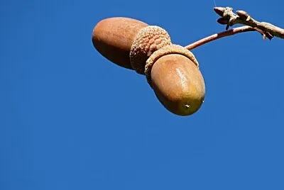פאזל של 