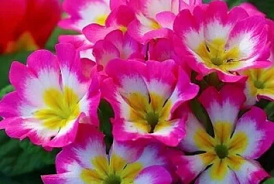  jigsaw puzzle