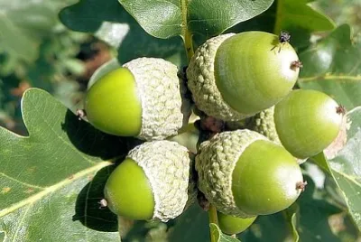 פאזל של 