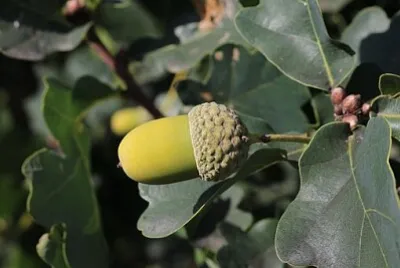 פאזל של 