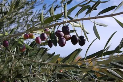 פאזל של 