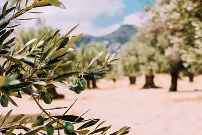 פאזל של 