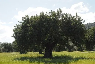 פאזל של 