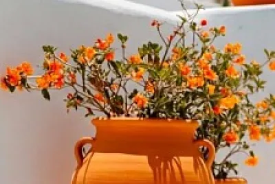 flores