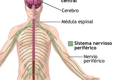 SISTEMA NERVIOSO