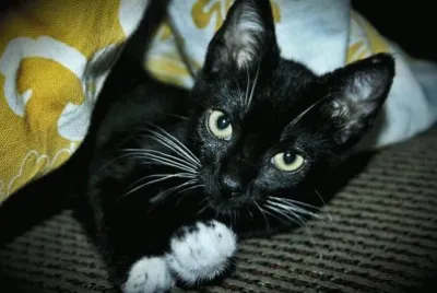 My cat =^.^= jigsaw puzzle