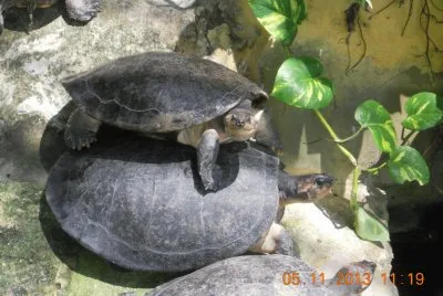 Tortugas