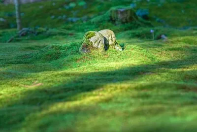  jigsaw puzzle