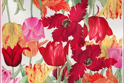 Tulipes japonaises
