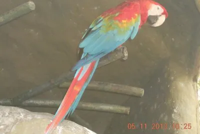 guacamaya