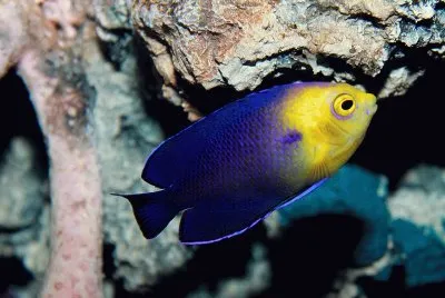 Cherub Pygmy Angel Fish