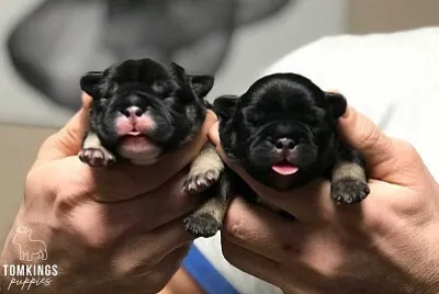 puppy puzzle