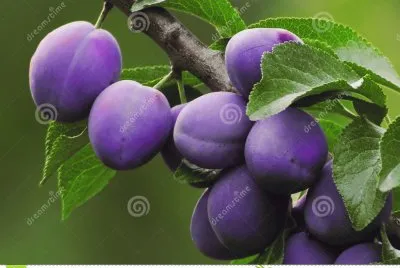 Italian Plum Tree
