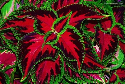  jigsaw puzzle