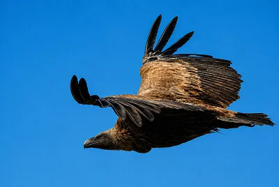 Buitre leonado / Gyps fulvus