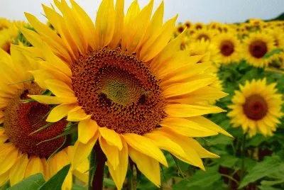 GIRASOLES jigsaw puzzle