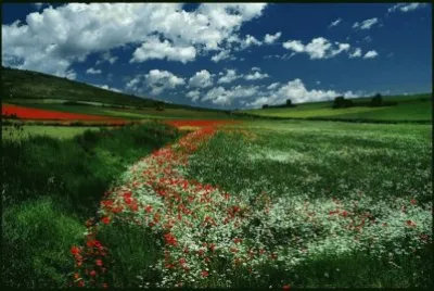 Camp flors