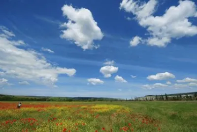 Camp flors 3