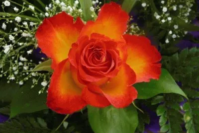 Flors taronges 01