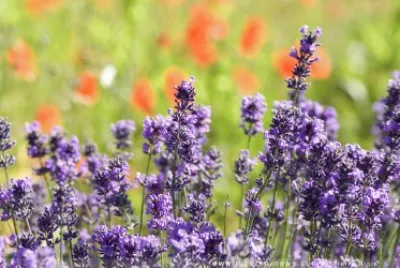 Lavanda