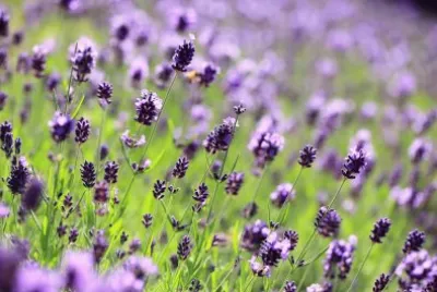 Lavanda 2