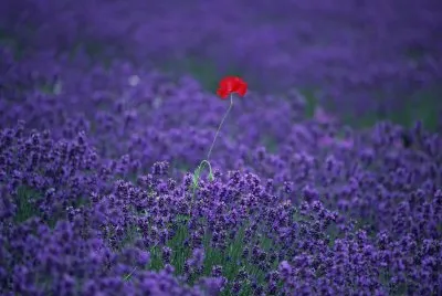 Lavanda amb rosella