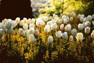 Tulipanes