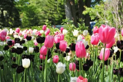 Tulipanes 2