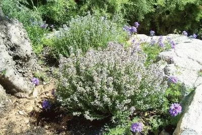 Farigola