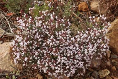 Farigola