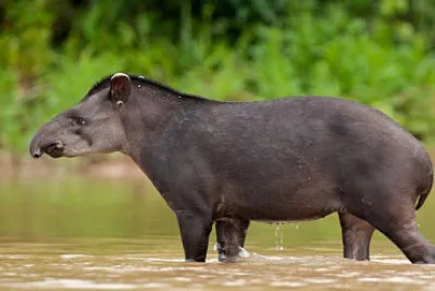 tapir