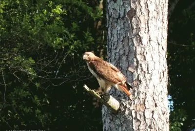 Hawk