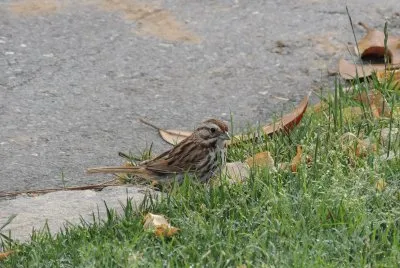 Fearless Sparrow