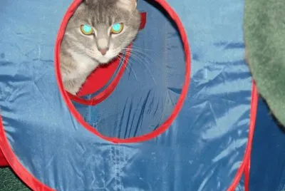 Kitty Hiding jigsaw puzzle