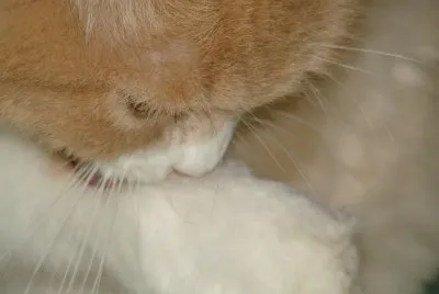 Muffin