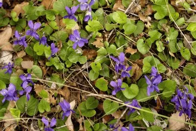 Violetes