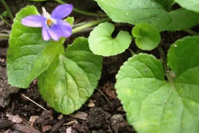 Violeta