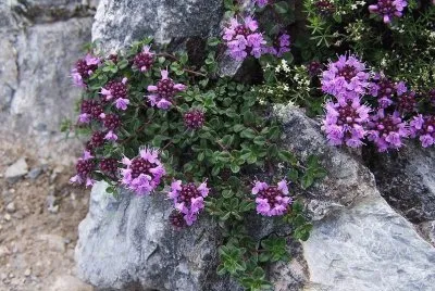 Farigola