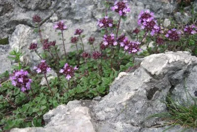 Farigola